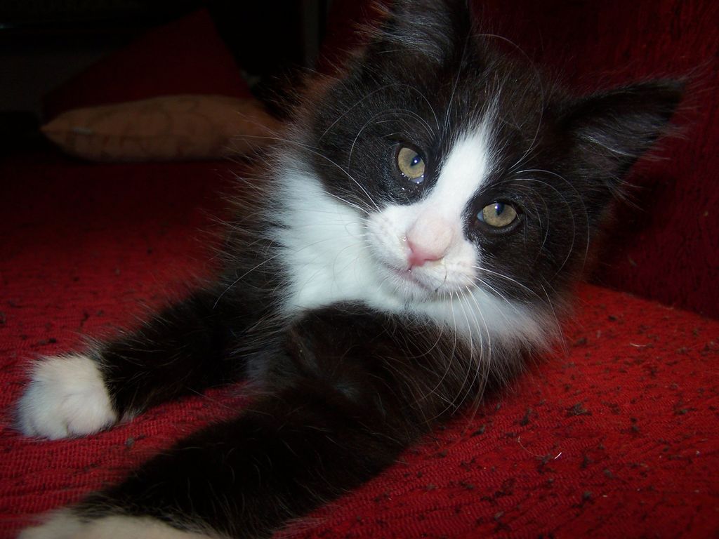 Gatti Norvegesi - cuccioli
