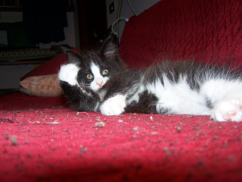 Gatti Norvegesi - cuccioli
