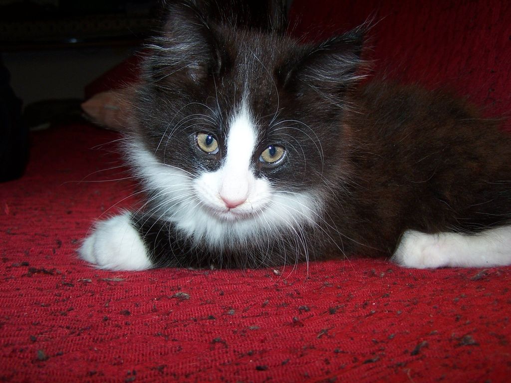 Gatti Norvegesi - cuccioli