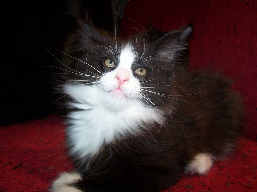 Gatti Norvegesi - cuccioli