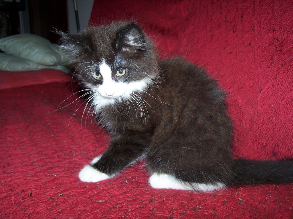 Gatti Norvegesi - cuccioli