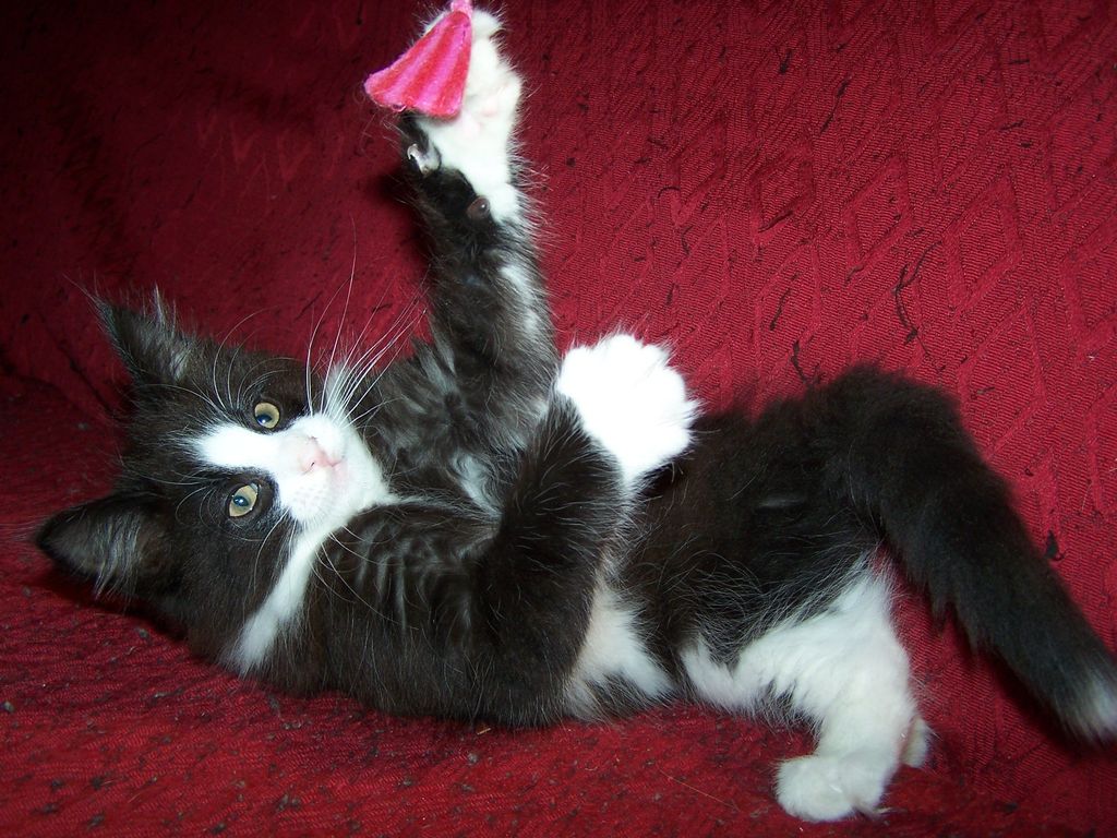 Gatti Norvegesi - cuccioli