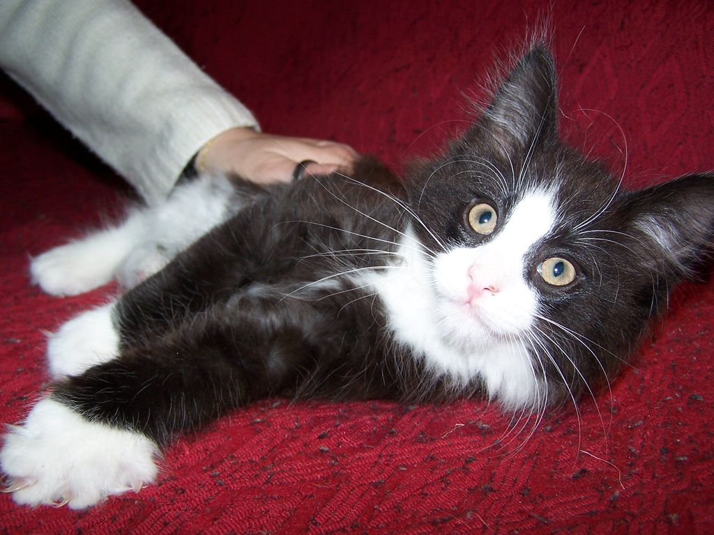 Gatti Norvegesi - cuccioli
