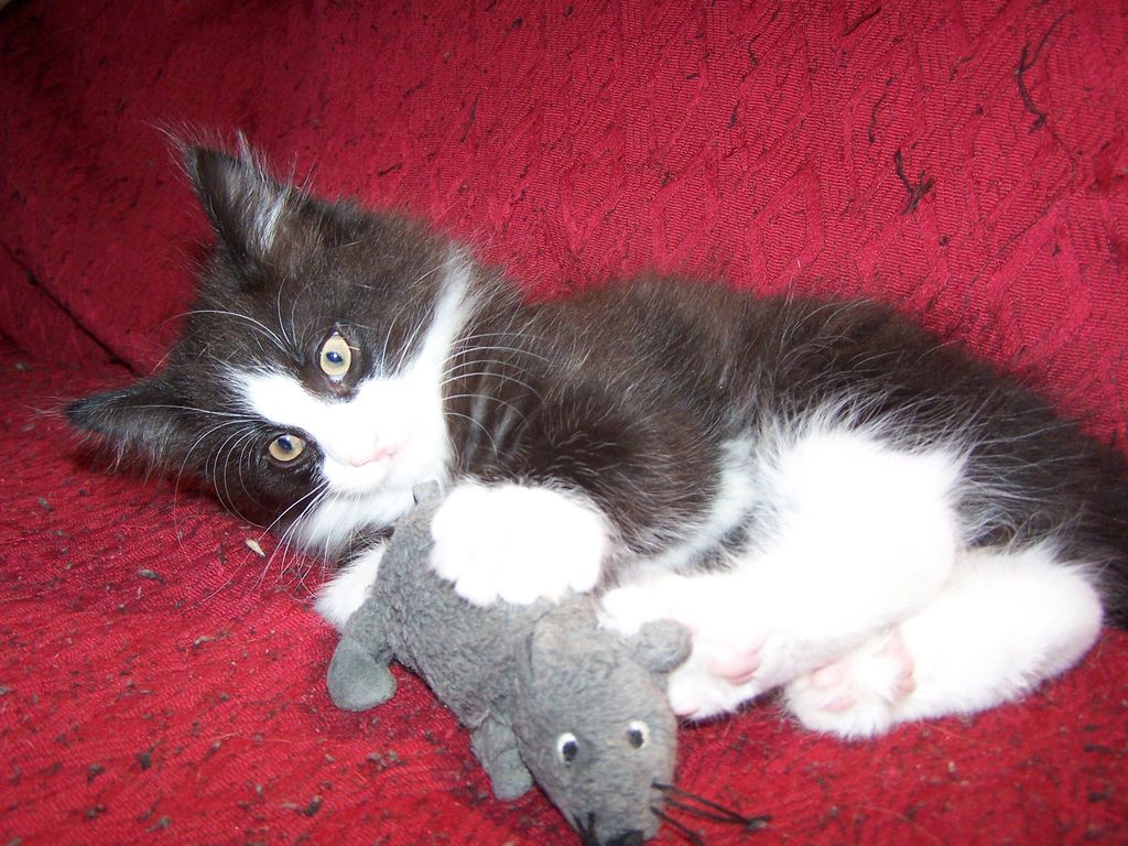 Gatti Norvegesi - cuccioli