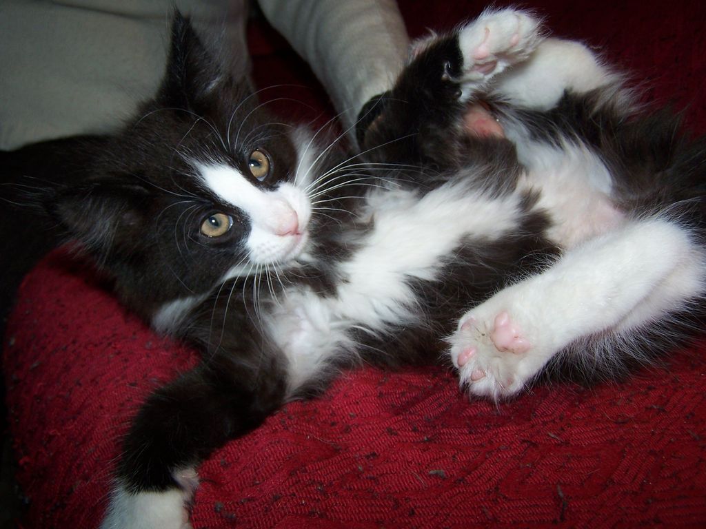 Gatti Norvegesi - cuccioli
