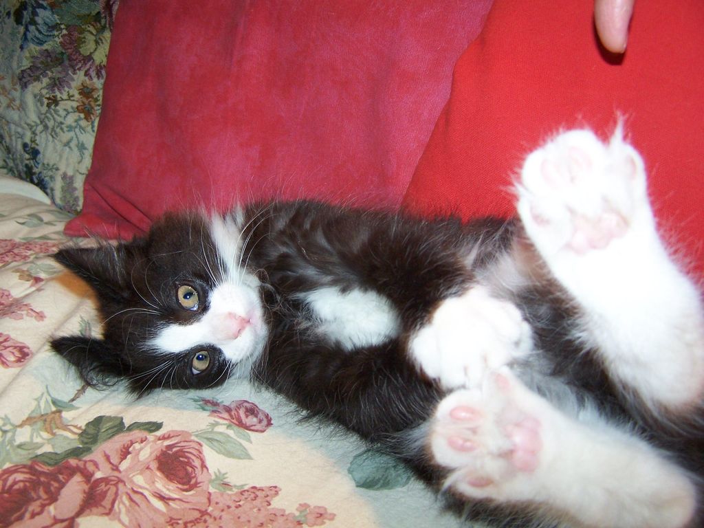 Gatti Norvegesi - cuccioli