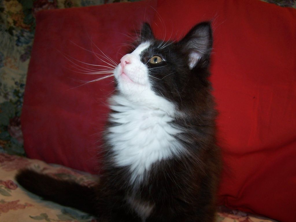 Gatti Norvegesi - cuccioli