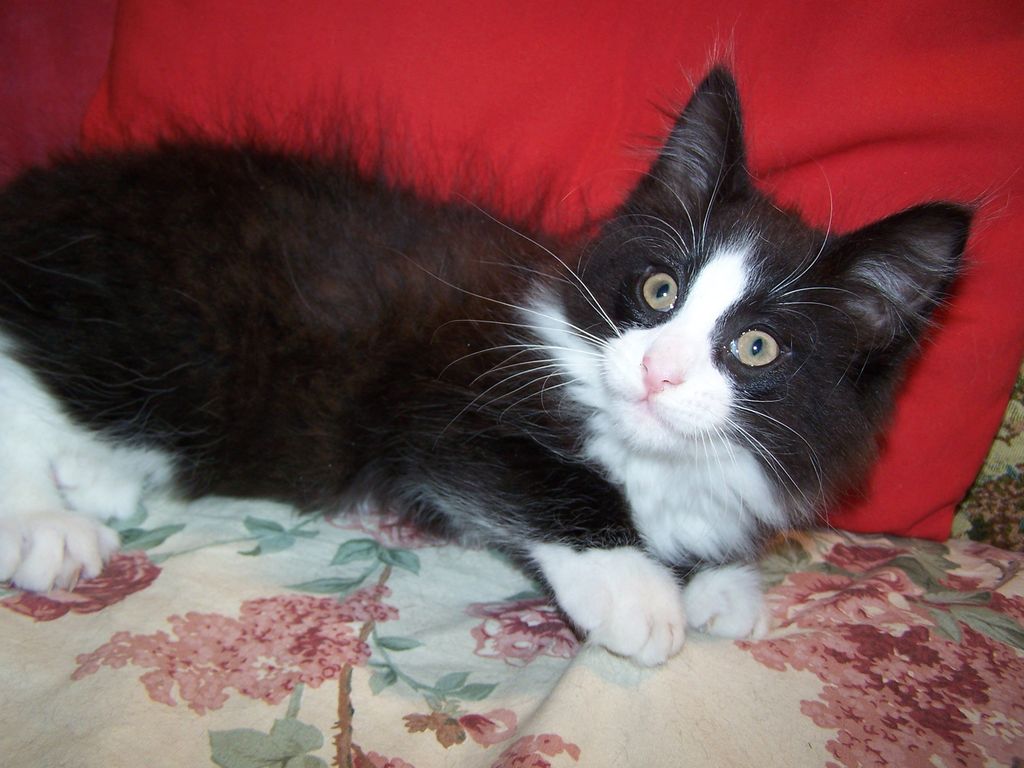 Gatti Norvegesi - cuccioli
