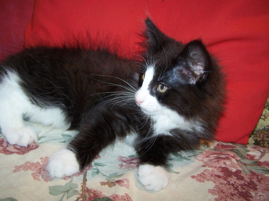Gatti Norvegesi - cuccioli
