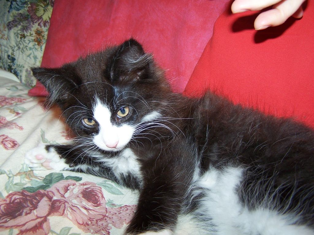 Gatti Norvegesi - cuccioli