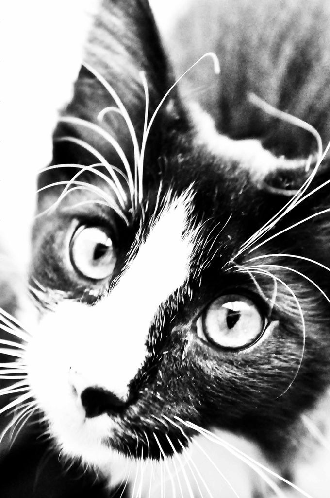 Gatti Norvegesi - cuccioli