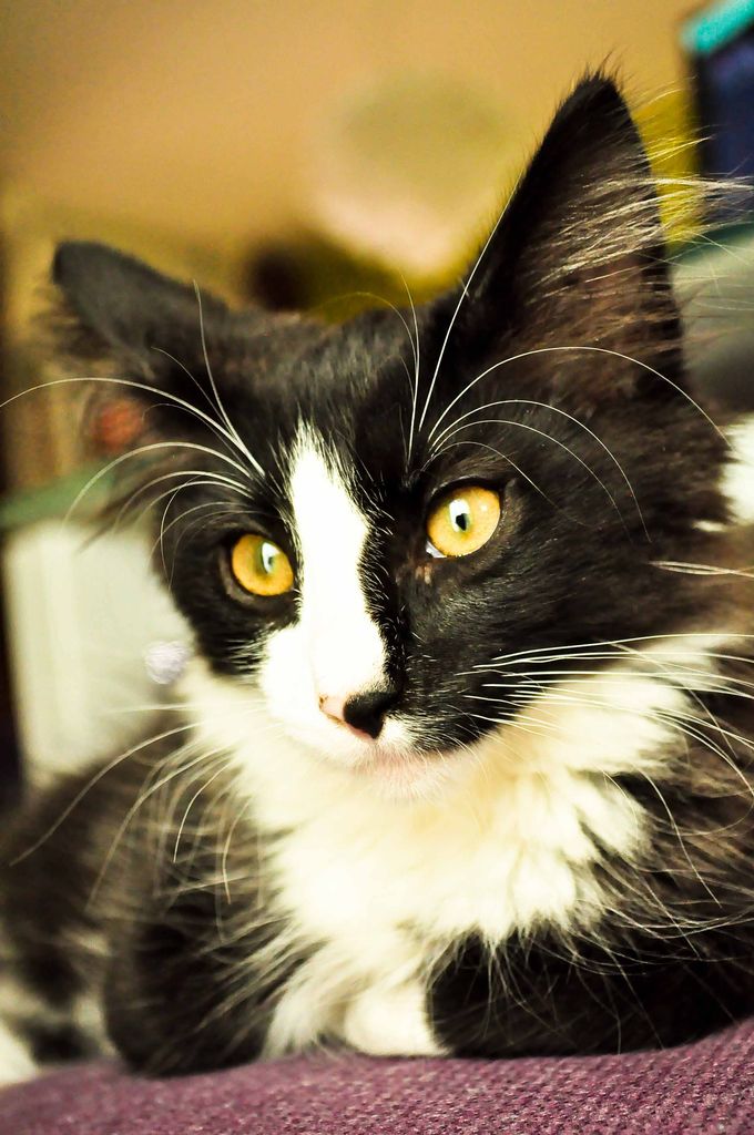 Gatti Norvegesi - cuccioli