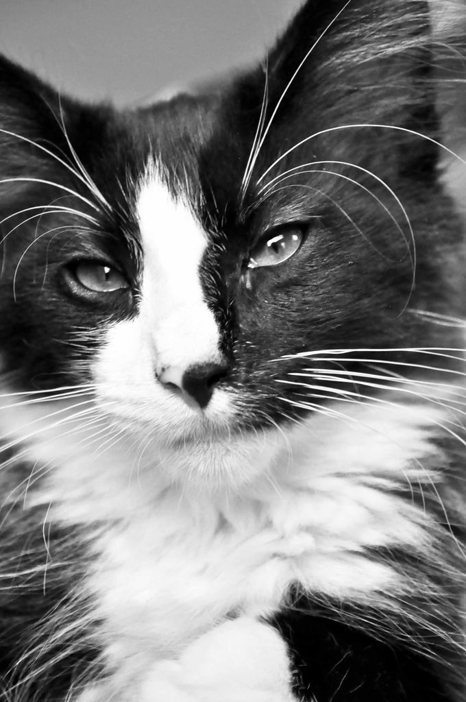 Gatti Norvegesi - cuccioli