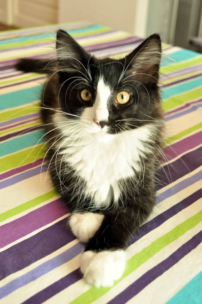 Gatti Norvegesi - cuccioli