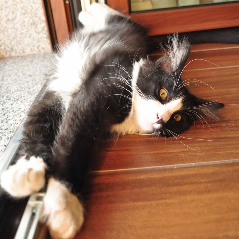 Gatti Norvegesi - cuccioli