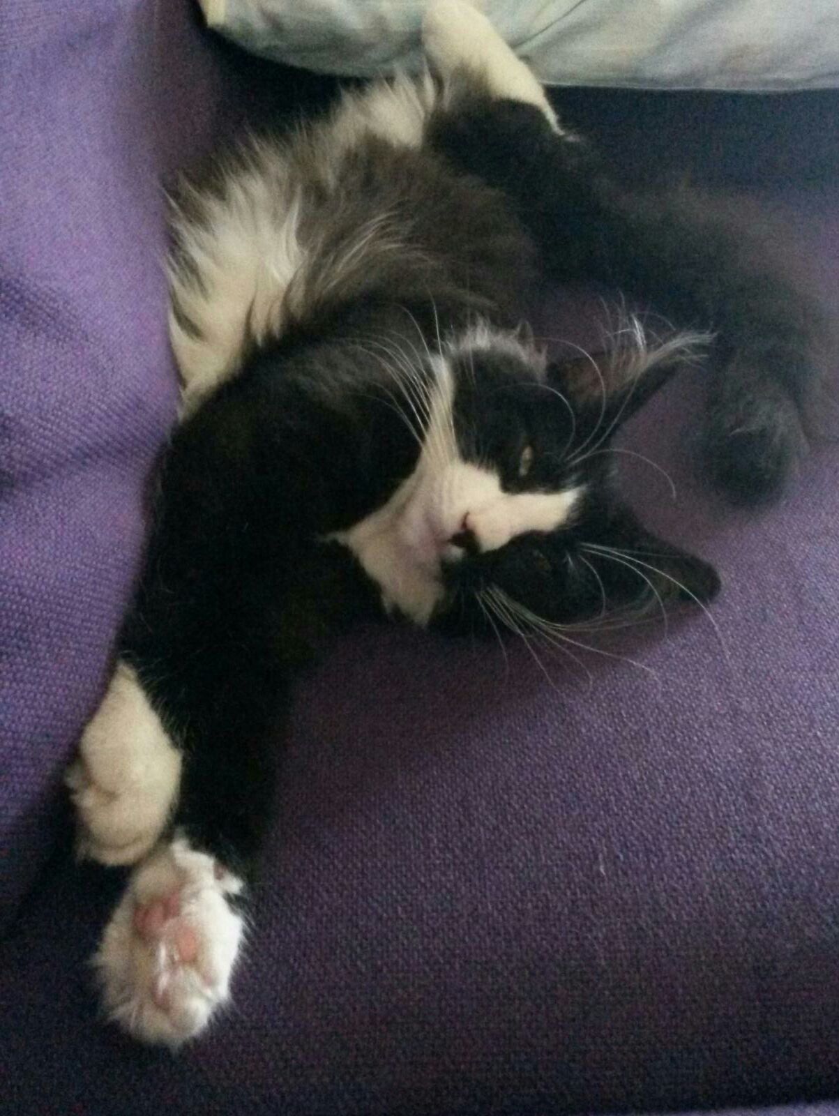 Gatti Norvegesi - cuccioli