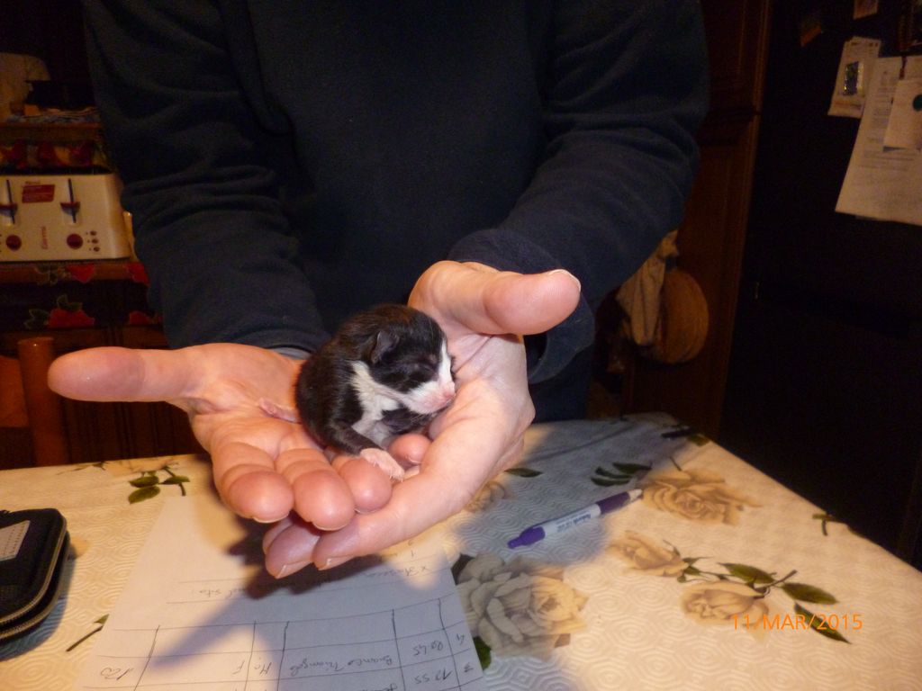 Gatti Norvegesi - cuccioli