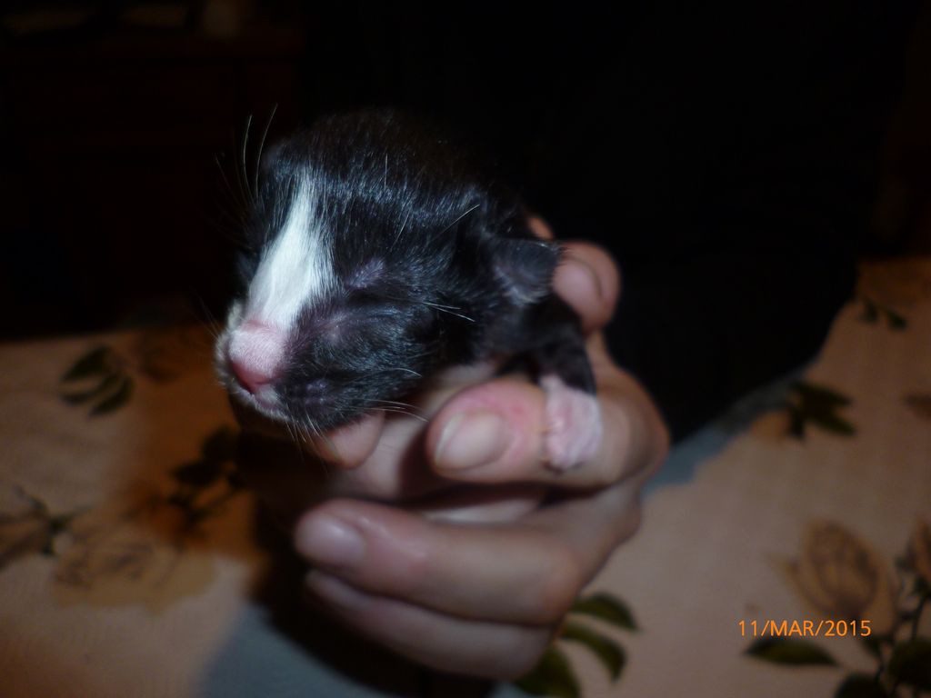 Gatti Norvegesi - cuccioli