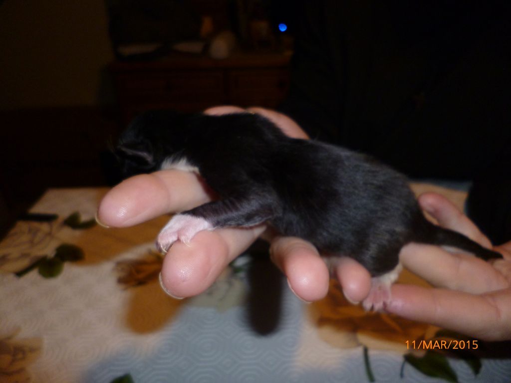 Gatti Norvegesi - cuccioli