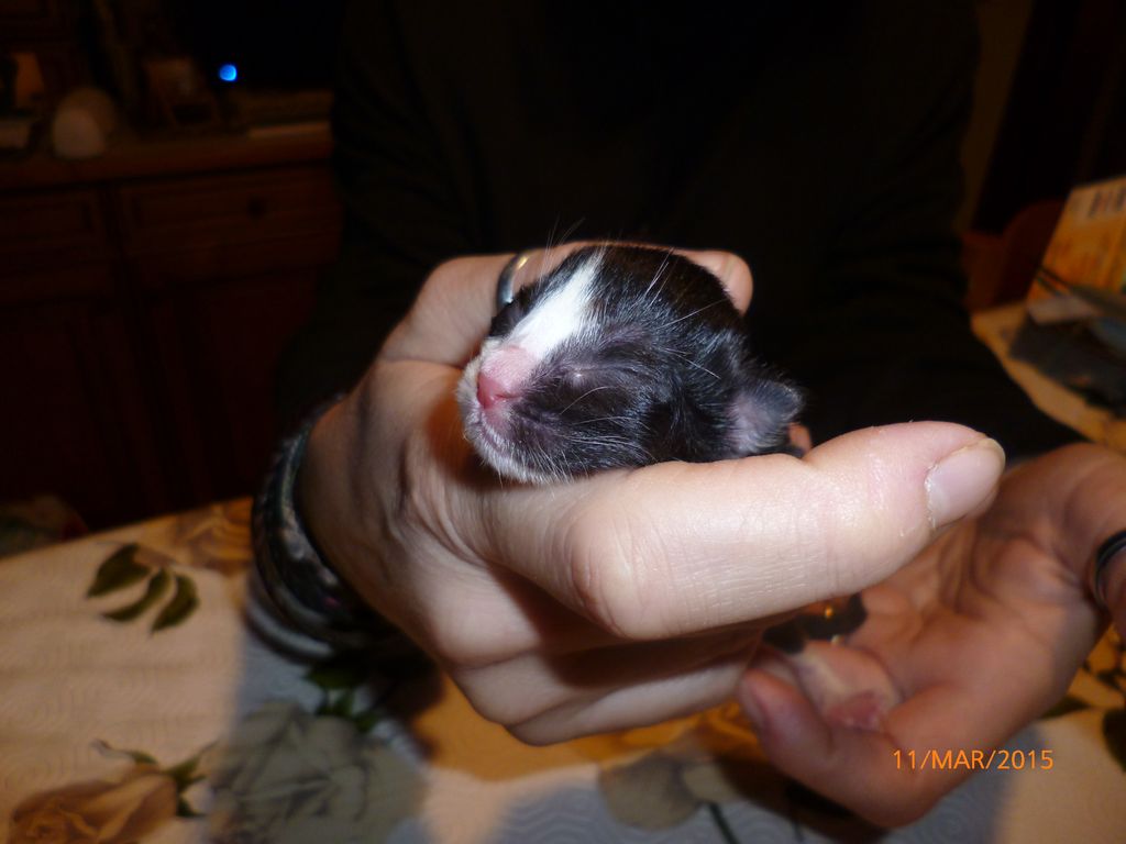 Gatti Norvegesi - cuccioli