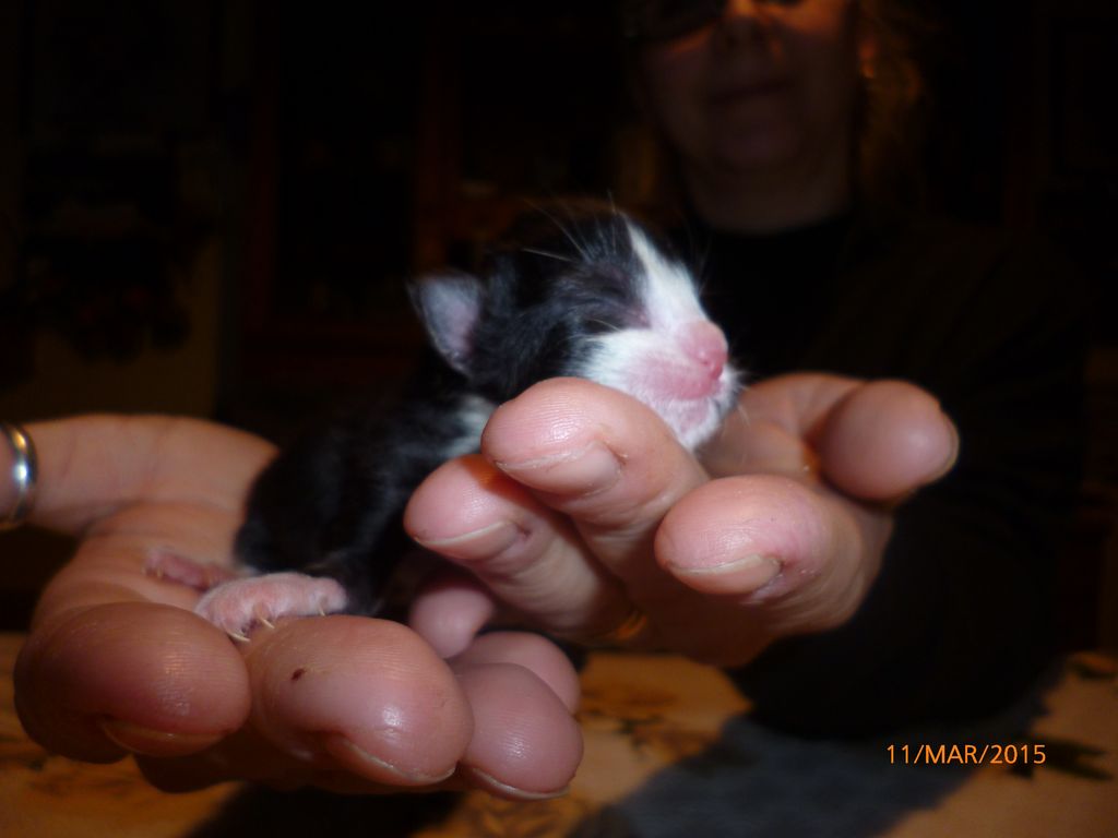 Gatti Norvegesi - cuccioli