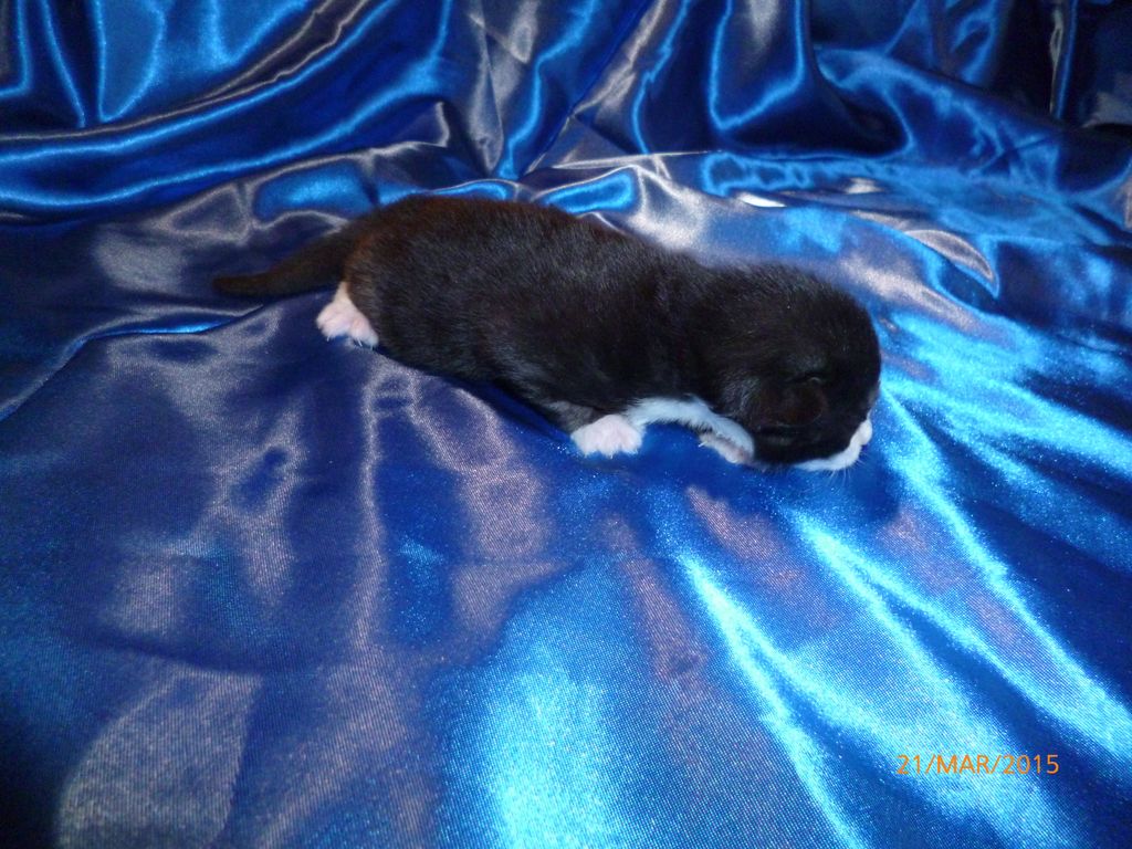Gatti Norvegesi - cuccioli