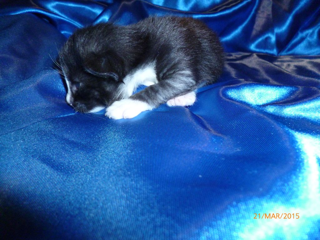 Gatti Norvegesi - cuccioli