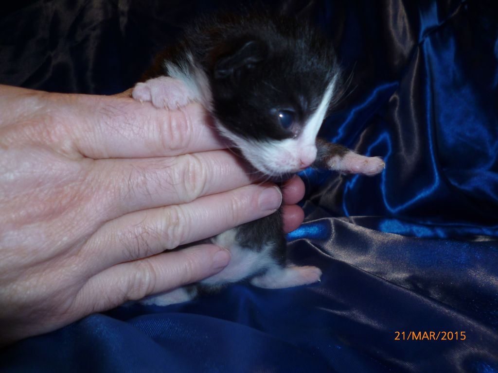 Gatti Norvegesi - cuccioli
