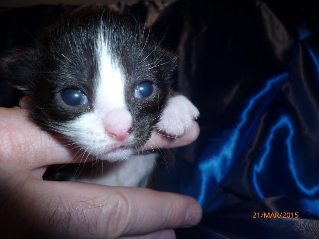 Gatti Norvegesi - cuccioli