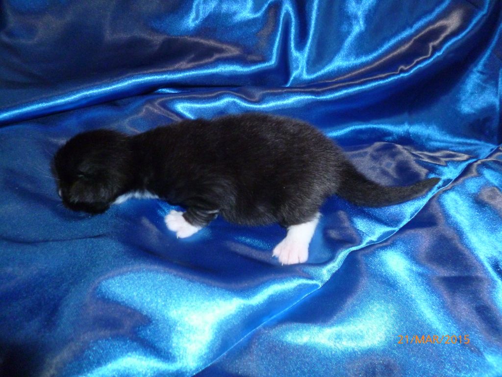 Gatti Norvegesi - cuccioli