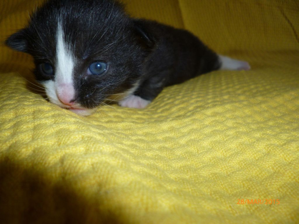 Gatti Norvegesi - cuccioli