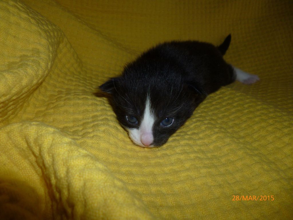 Gatti Norvegesi - cuccioli