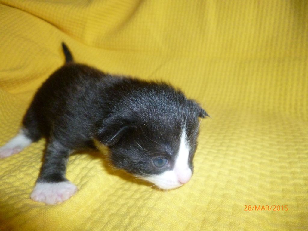Gatti Norvegesi - cuccioli