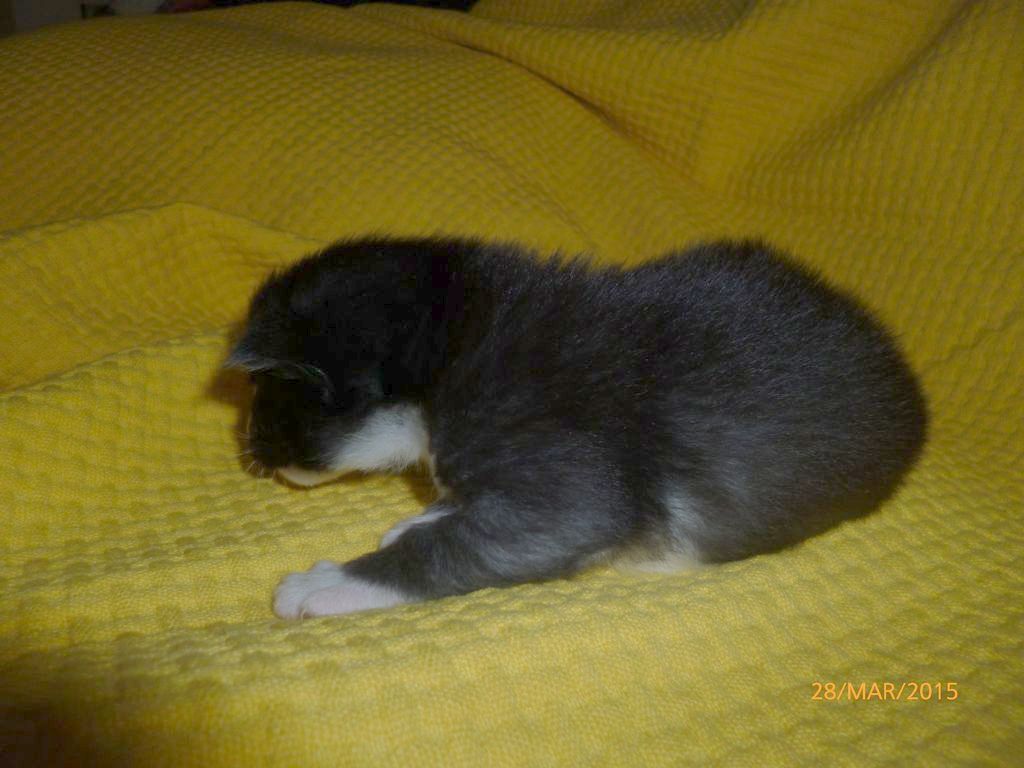 Gatti Norvegesi - cuccioli