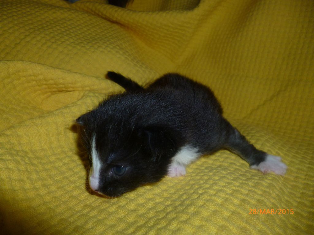 Gatti Norvegesi - cuccioli
