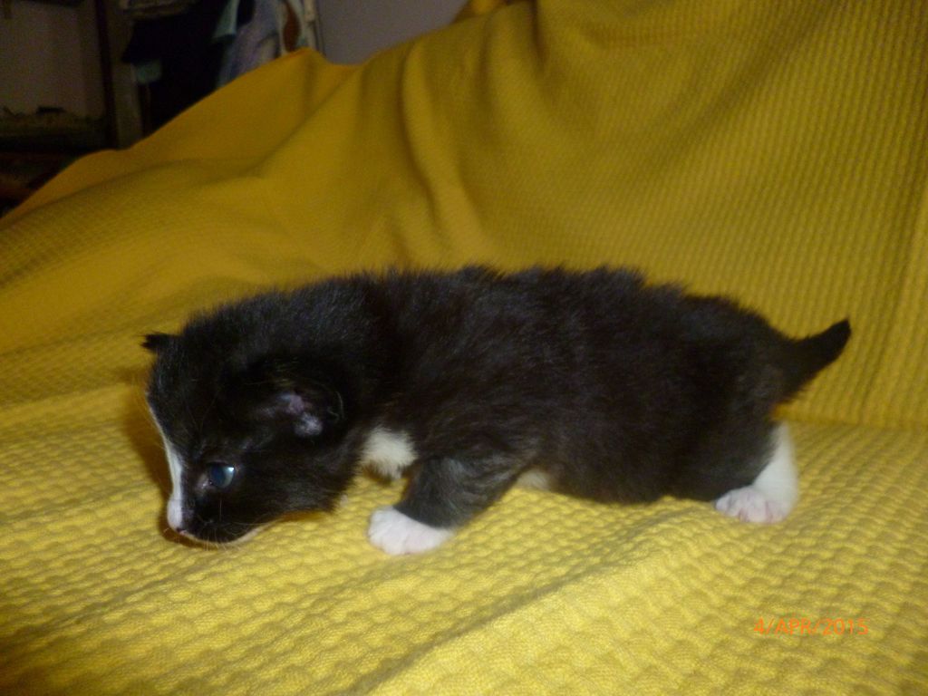 Gatti Norvegesi - cuccioli