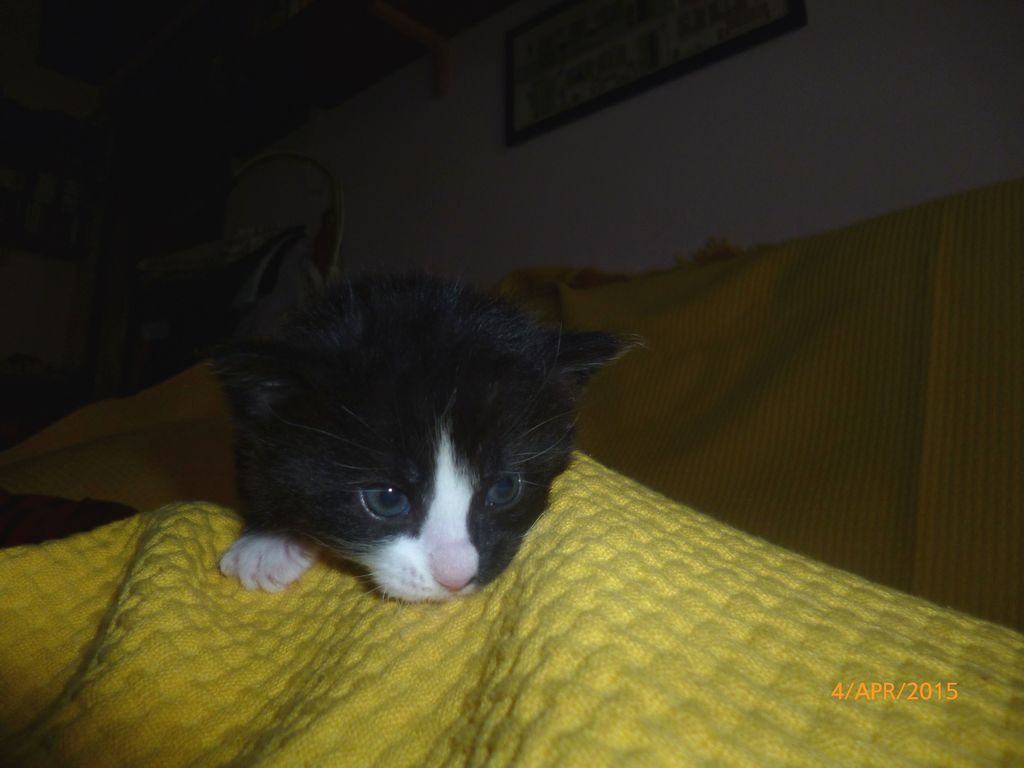 Gatti Norvegesi - cuccioli