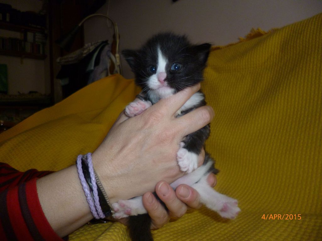 Gatti Norvegesi - cuccioli