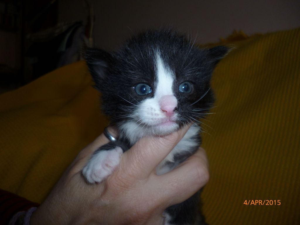 Gatti Norvegesi - cuccioli
