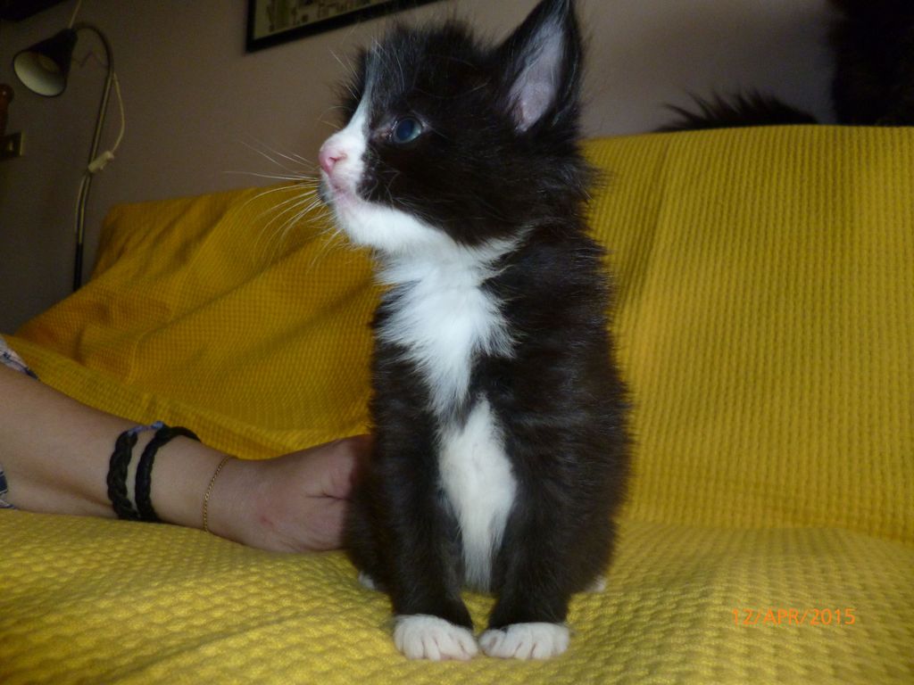 Gatti Norvegesi - cuccioli