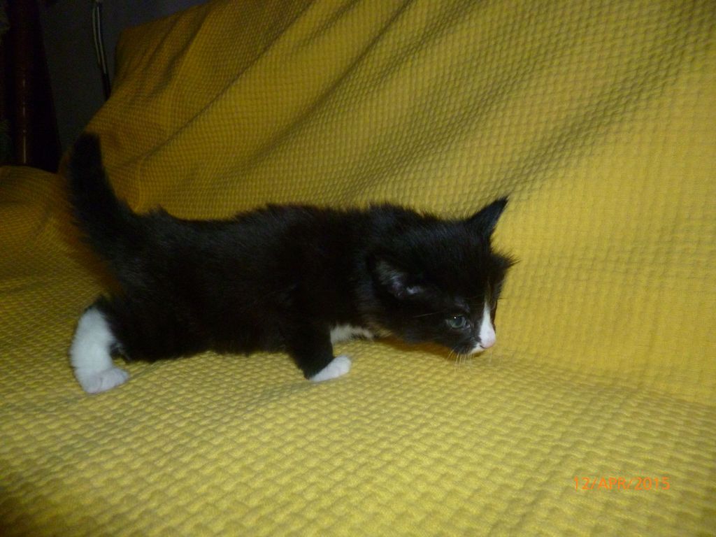 Gatti Norvegesi - cuccioli