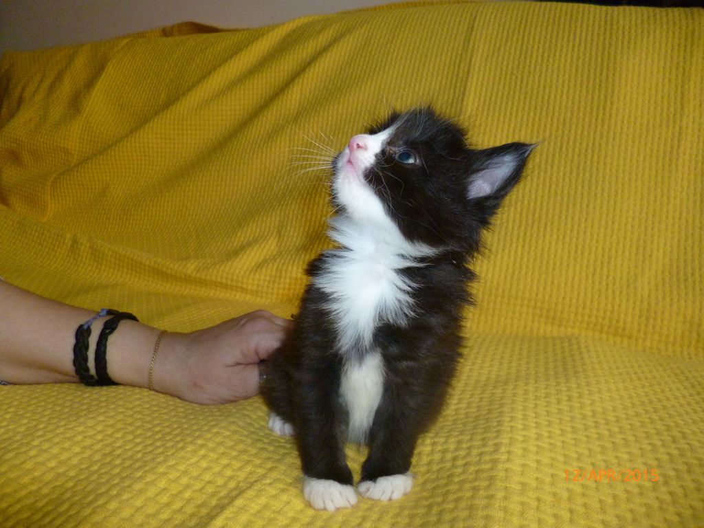 Gatti Norvegesi - cuccioli