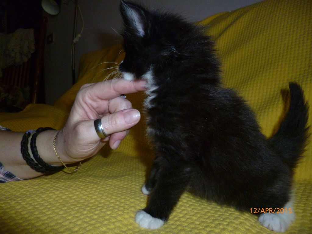 Gatti Norvegesi - cuccioli