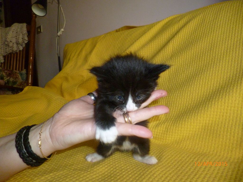 Gatti Norvegesi - cuccioli