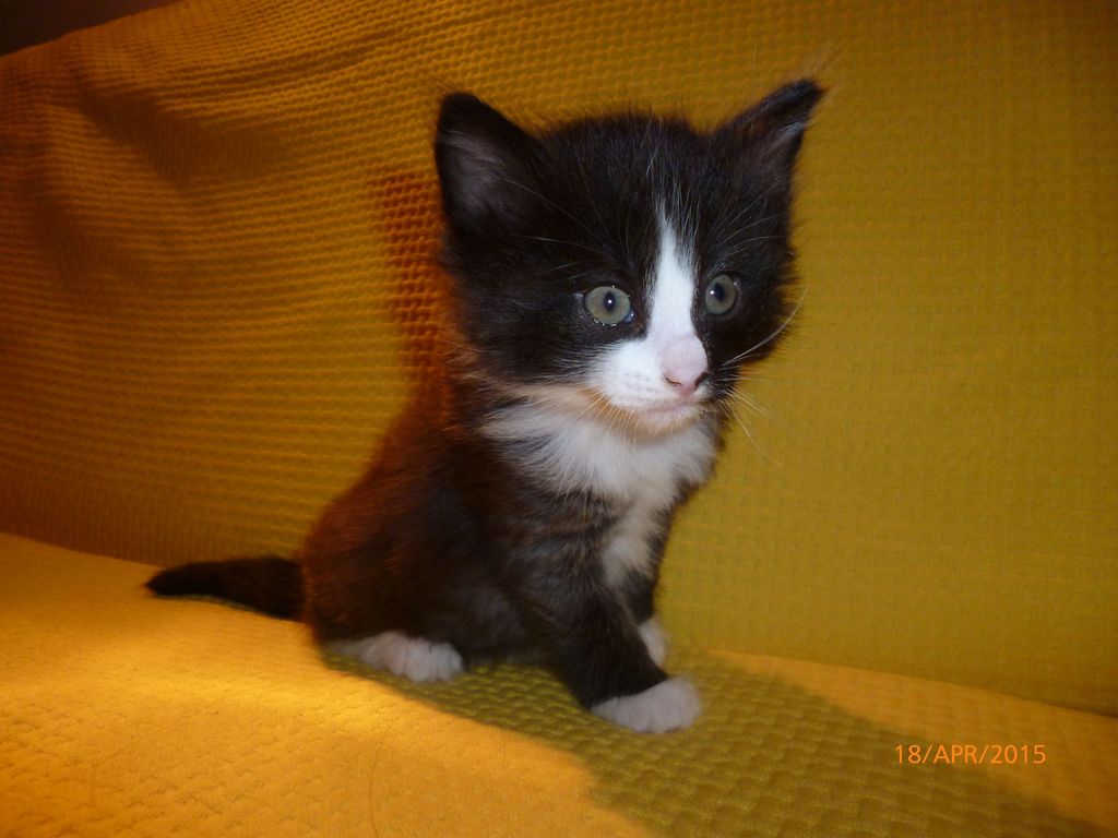 Gatti Norvegesi - cuccioli