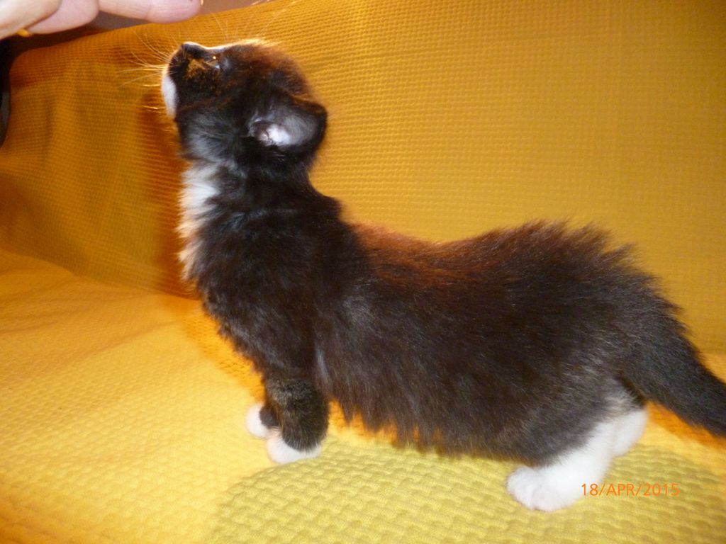 Gatti Norvegesi - cuccioli