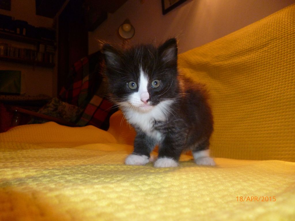 Gatti Norvegesi - cuccioli