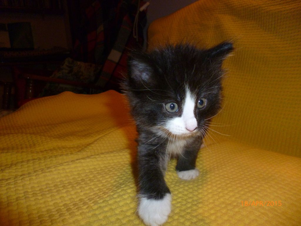 Gatti Norvegesi - cuccioli