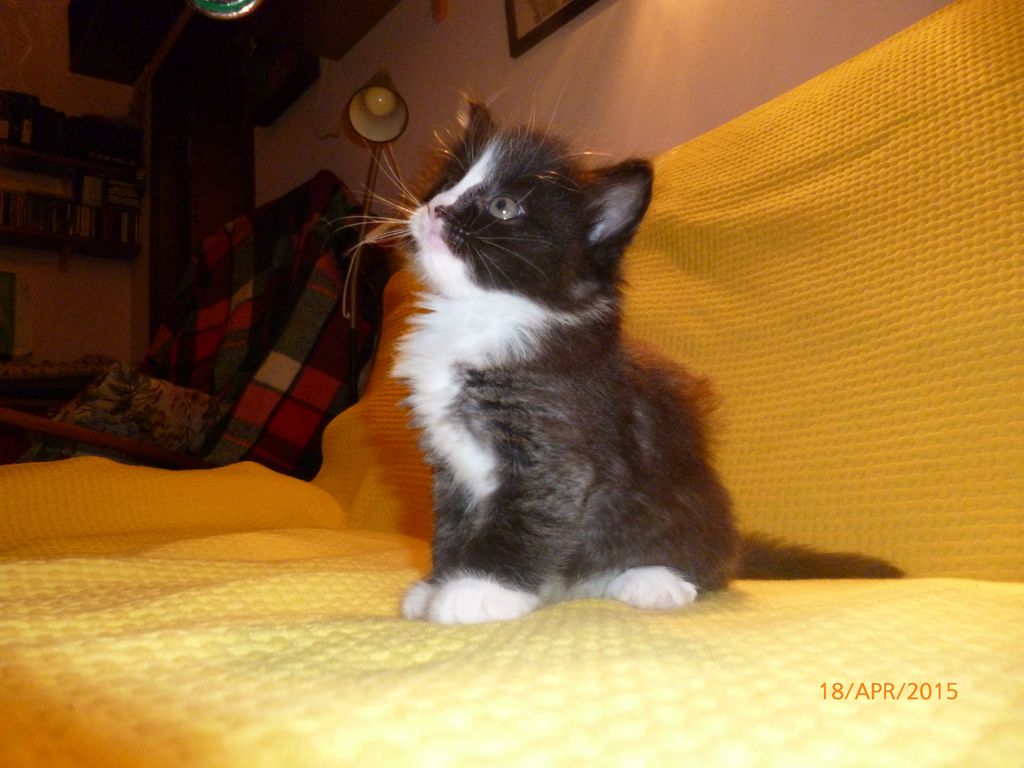 Gatti Norvegesi - cuccioli