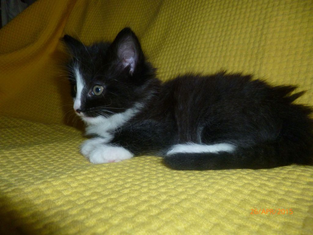 Gatti Norvegesi - cuccioli